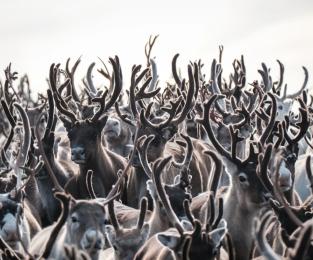 Zeit für Fotoprojekte mit Personen vor Ort — hier die Rentiersammlung im Herbst in Ammarnäs