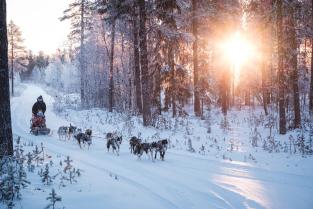 Die Huskys sind immer da, haben Hunger und müssen laufen gehen! Teamsmeeting oder bei Tageslicht draussen mit den Huskys?
