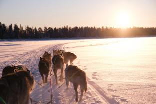 Die Huskys sind immer da, haben Hunger und müssen laufen gehen! Teamsmeeting oder bei Tageslicht draussen mit den Huskys?